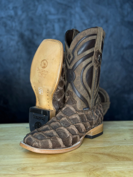 Exotic Fish ‘Cigar’