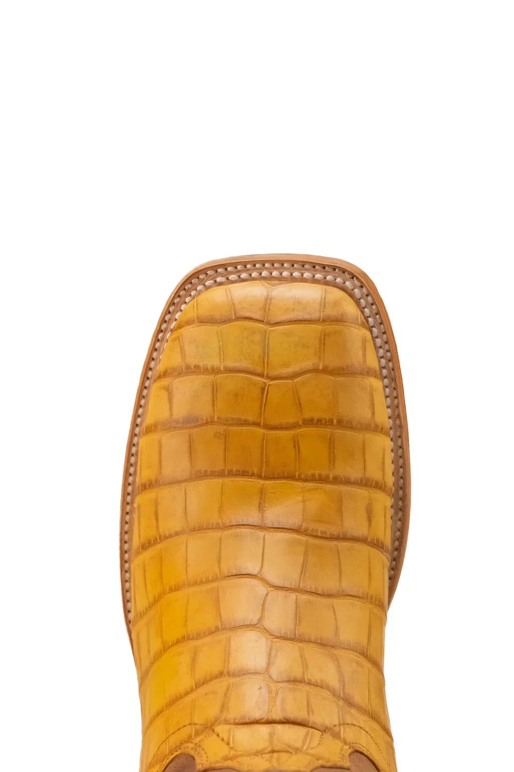 Close-up of honey American alligator belly tile pattern